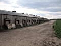 large chicken shed